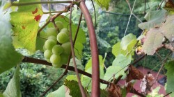 There are grapes growing on the grapevine.